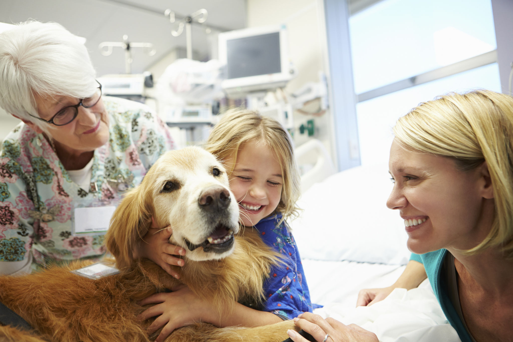 therapy dog