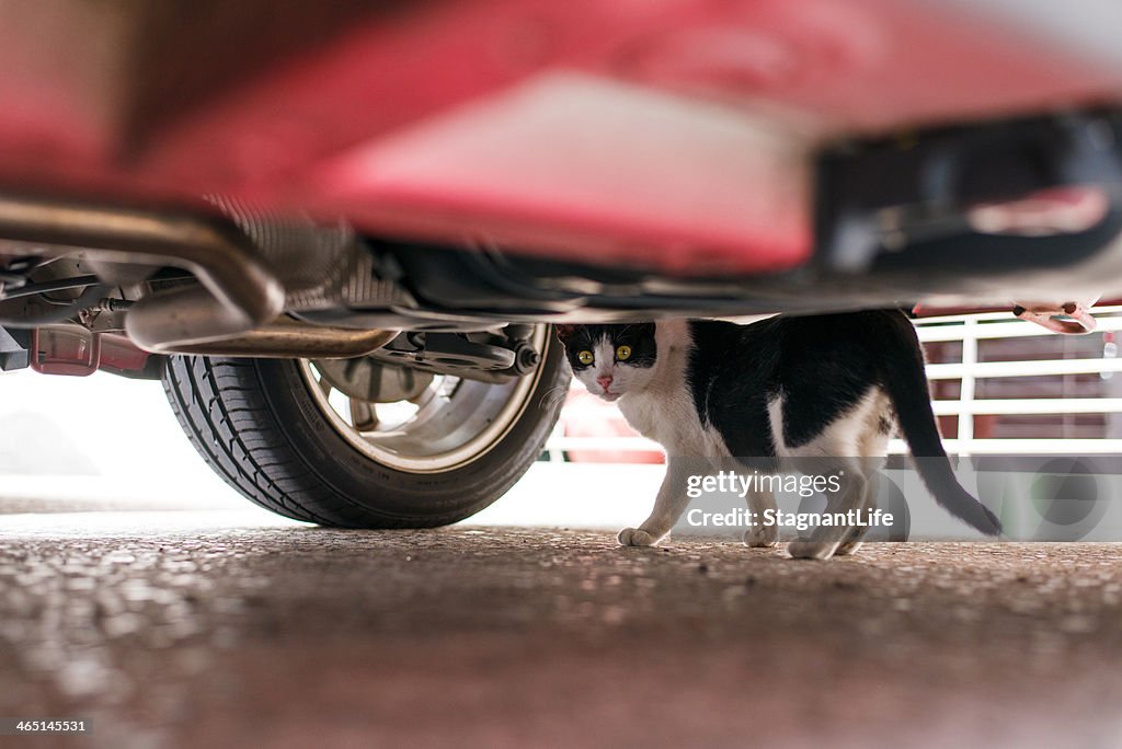 A cat under the car