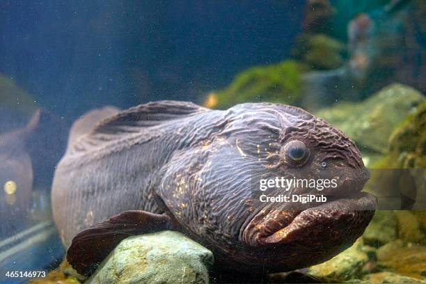 bering wolffish in aquarium - bering wolffish stock pictures, royalty-free photos & images