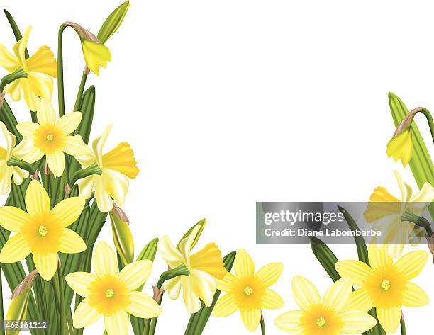 ilustrações de stock, clip art, desenhos animados e ícones de jardim primavera daffodils - daffodils