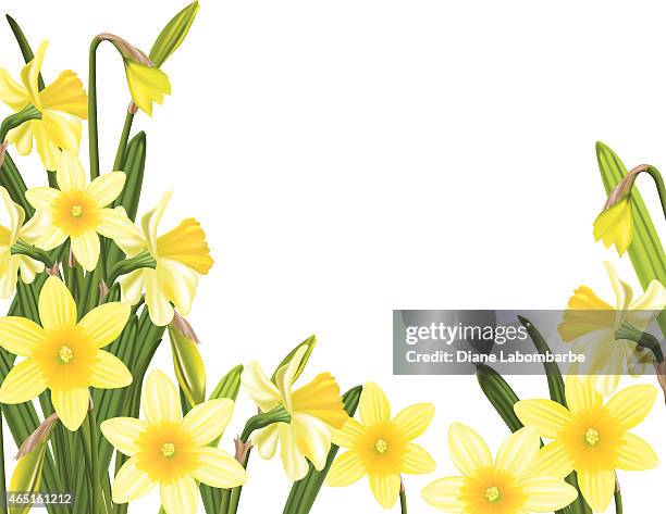 ilustrações, clipart, desenhos animados e ícones de primavera narcisos jardim - narciso família do lírio