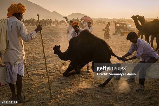 People are trying to pull down the camel at Pushkar fair in Rajasthan.