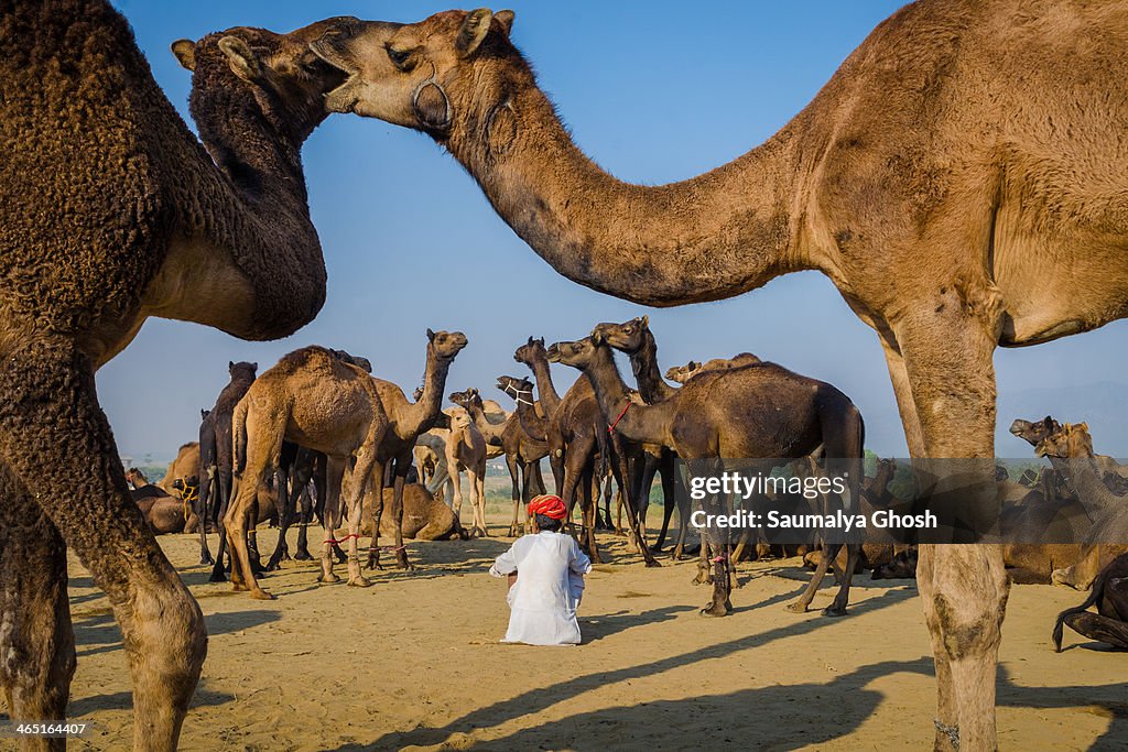 Camels showing affection