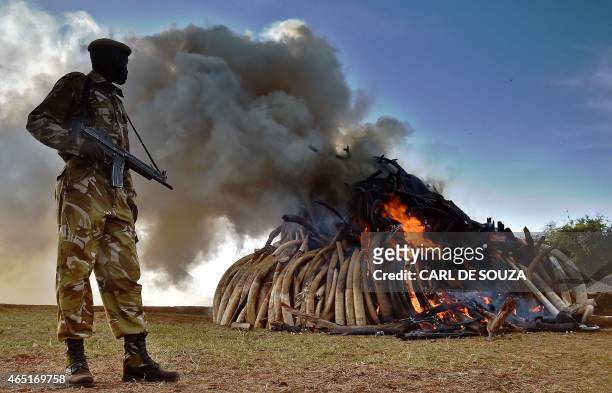 Kenya Wildlife Services officer stands near a burning pile of 15 tonnes of elephant ivory seized in kenya at Nairobi National Park on March 3, 2015....