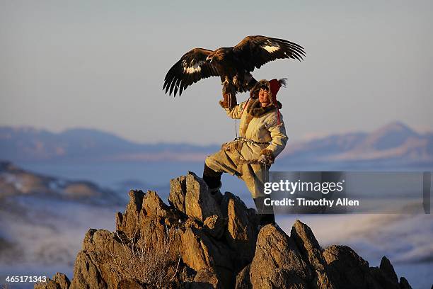 hunter flies majestic eagle from mountain peak - mongolië stockfoto's en -beelden