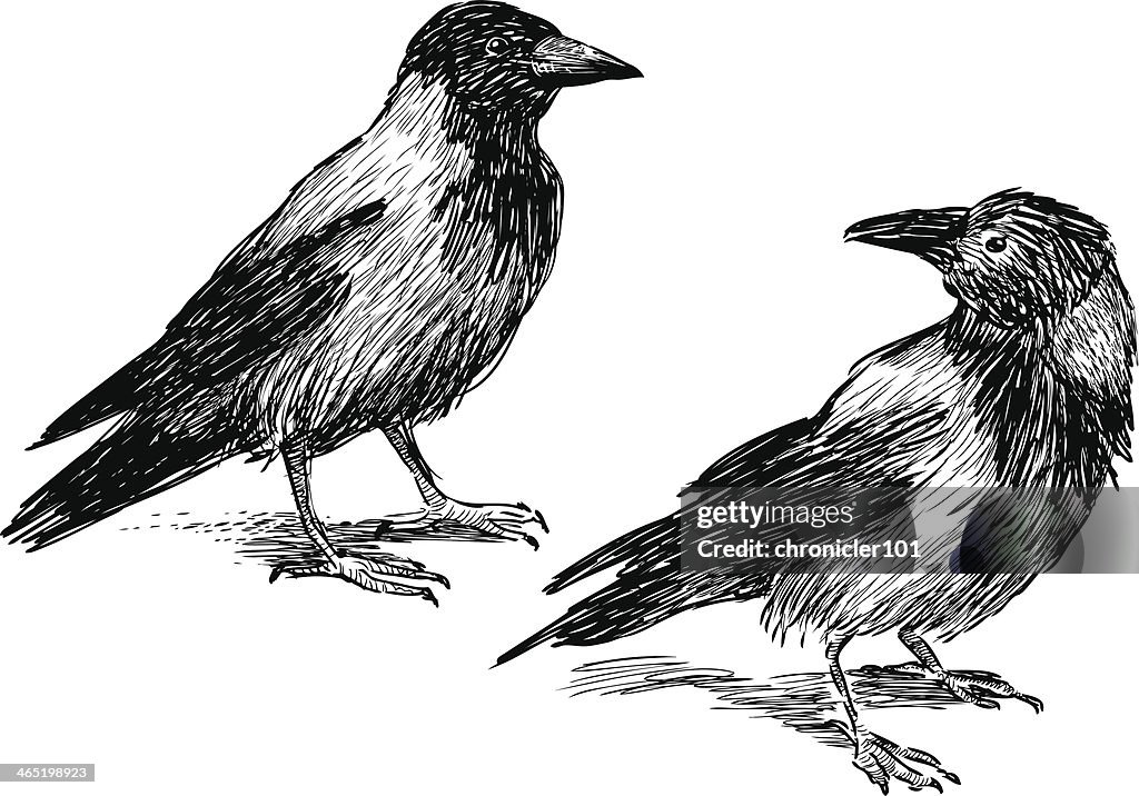 Two Crows High-Res Vector Graphic - Getty Images