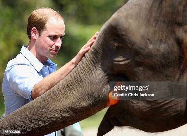 Prince William, Duke of Cambridge meets a rescued elephant called 'Ran Ran' at the Xishuangbanna Elephant Sanctuary on March 4, 2015 in...