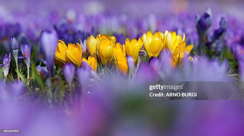 GERMANY-WEATHER-CROCUSES-SPRING-FEATURE