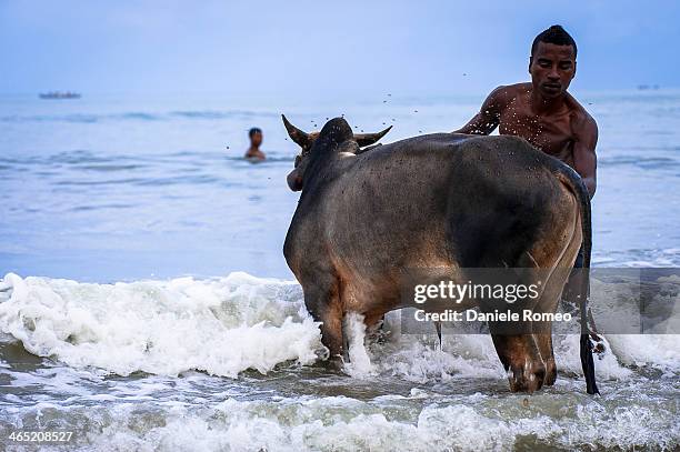 Persone, bambini, adulti, africa, Animali, Zebu, Zebù, Composizione orizzontale, Ambientazione esterna, Madagascar, Nosy Bé, Sea, Beach, Animale,...