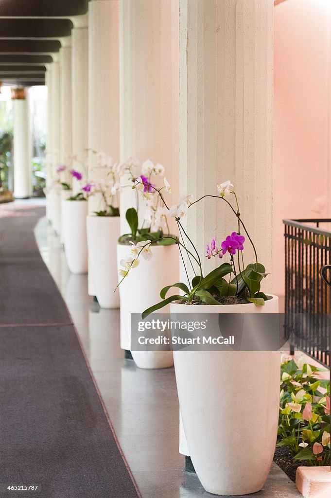 Row of orchids in planters