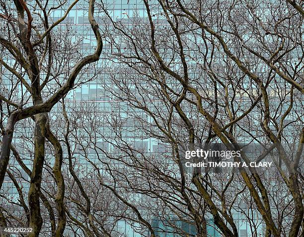 Glass building is the backdrop for London plane trees in Bryant park In New York march 4, 2015 . This is the same species found at the Jardin des...