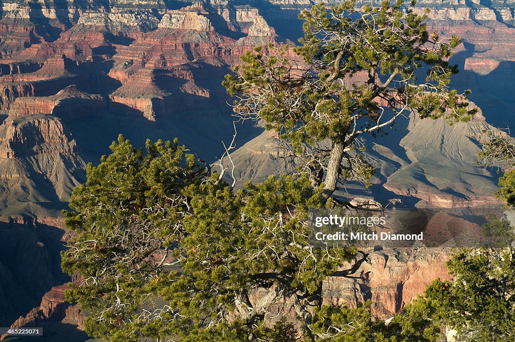 Grand Canyon beauty