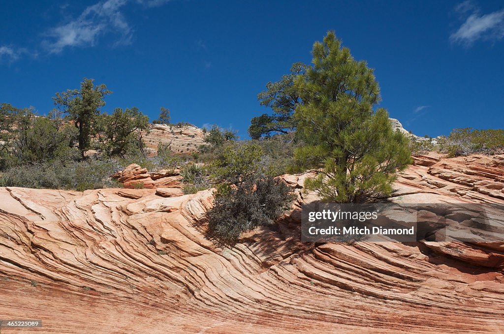 Zion Canyon natural beauty