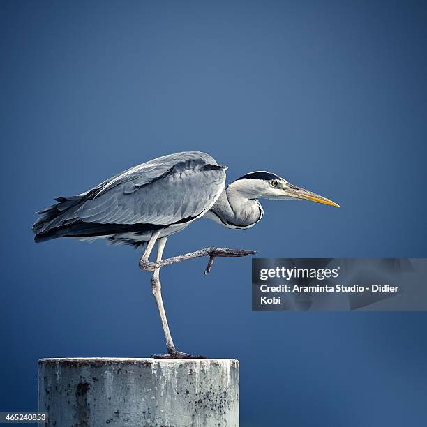 grey heron - heron stock pictures, royalty-free photos & images