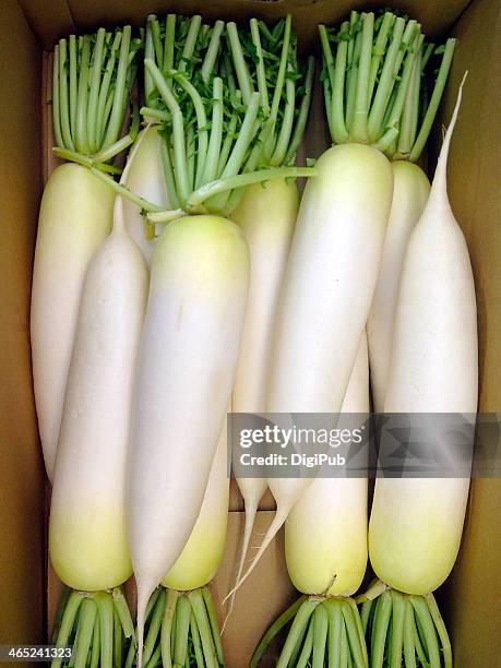 daikon radish - daikon stock pictures, royalty-free photos & images