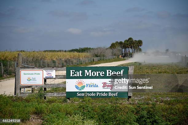 The Seminole Tribe of Florida has one of the largest cattle herds in the nation at the Brighton Reservation near Okeechobee, Fla. The nonprofit...