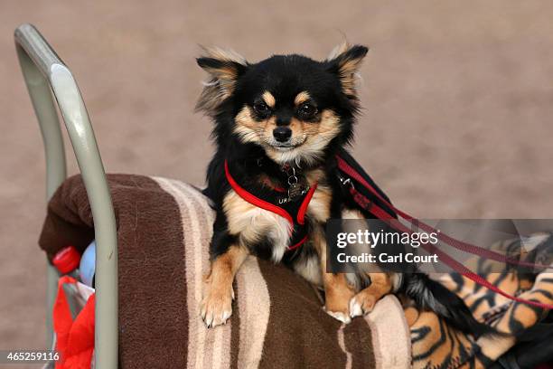 Chihuahua rests on a trolley on the first day of Crufts dog show at the National Exhibition Centre on March 5, 2015 in Birmingham, England. First...