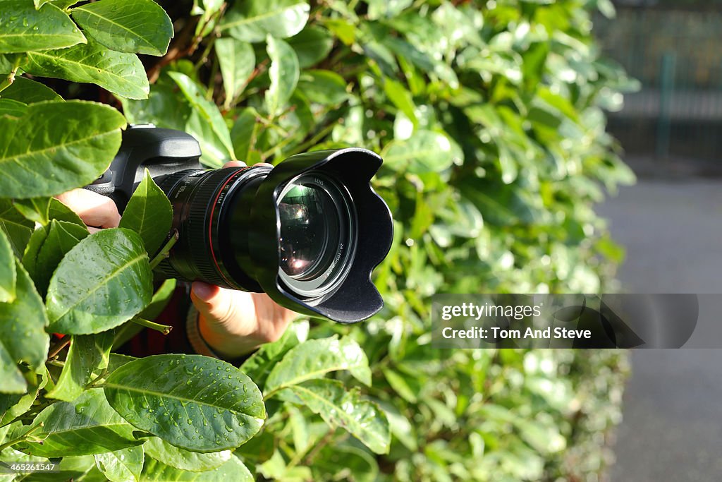 Paparazzi photographer spying out of bush