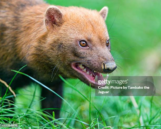 angry bush dog - bush dog stock pictures, royalty-free photos & images