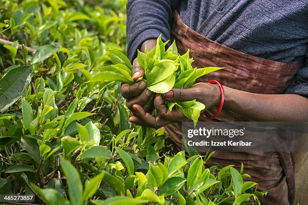 women working in tea plantations,nuwara eliya - sri lanka tea plantation stock pictures, royalty-free photos & images