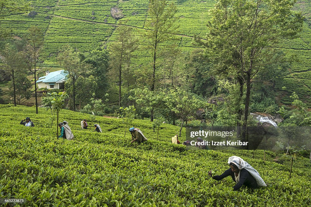Women working in tea plantations, Nuwara Eliya