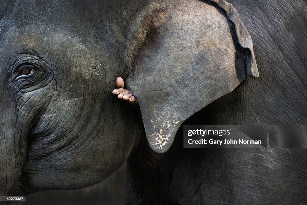 Indian elephant close up