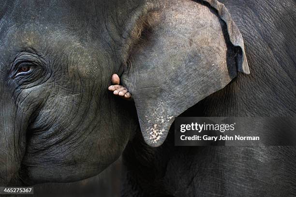 indian elephant close up - elephant eyes 個照片及圖片檔