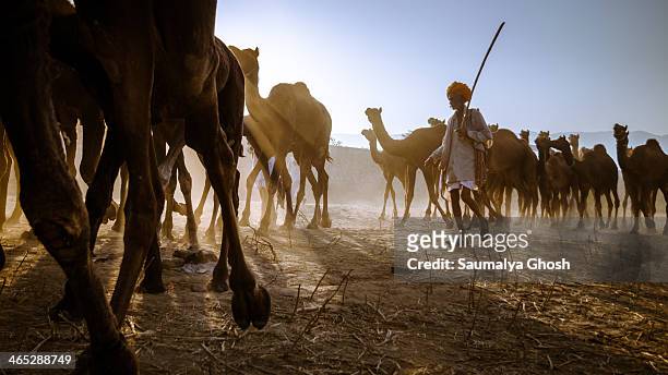 Man taking his flock of camels to the Pushkar fair ground in the morning.
