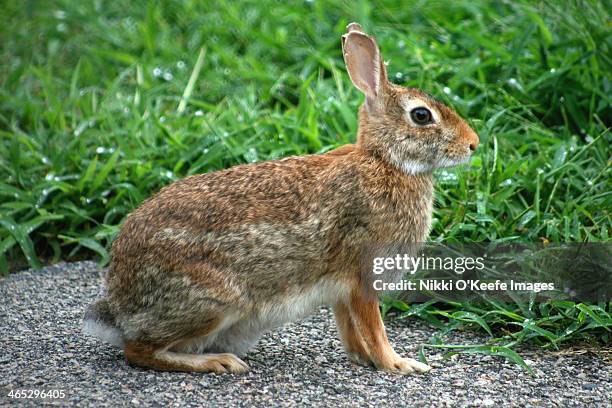 cottontail - cottontail stockfoto's en -beelden