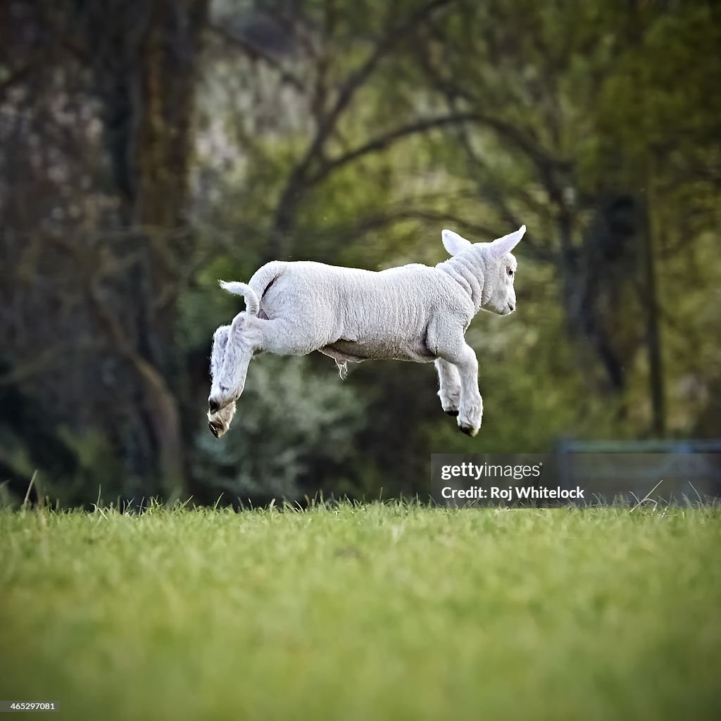 Leaping Lamb