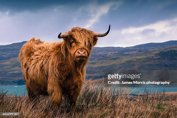 highland cattle - highland cow stock pictures, royalty-free photos & images