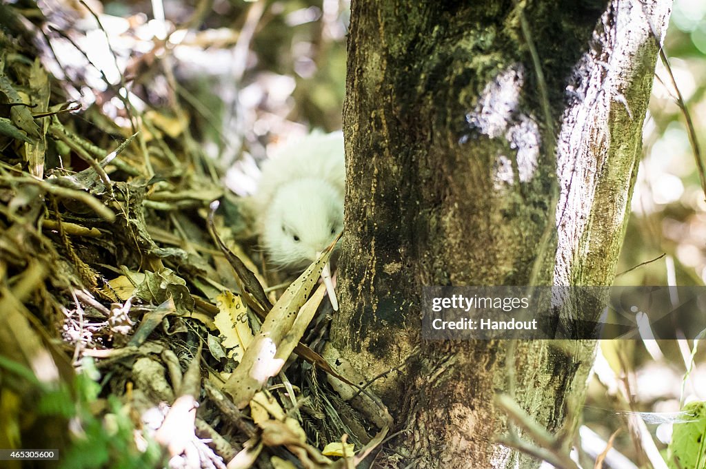 Two Rare White Kiwi Chicks Hatched At Mt Bruce