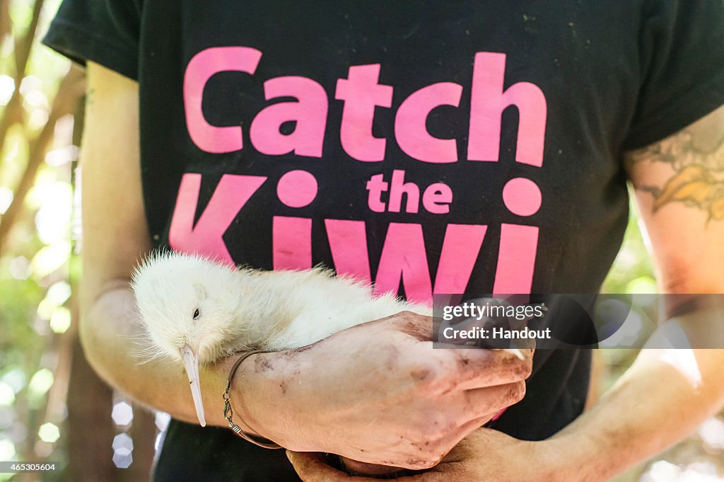 Two Rare White Kiwi Chicks Hatched At Mt Bruce