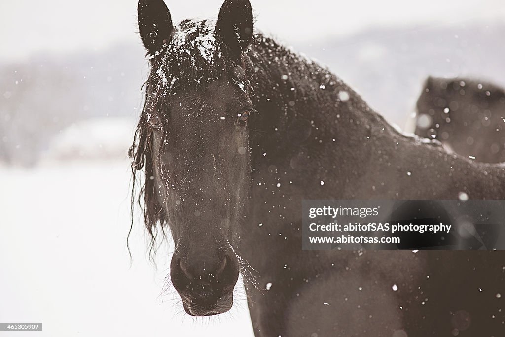 Friesian horse in snow