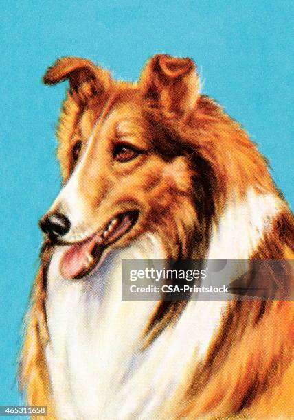 collie - collie stock illustrations