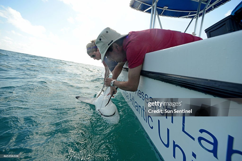 South Florida: Where the sharks are