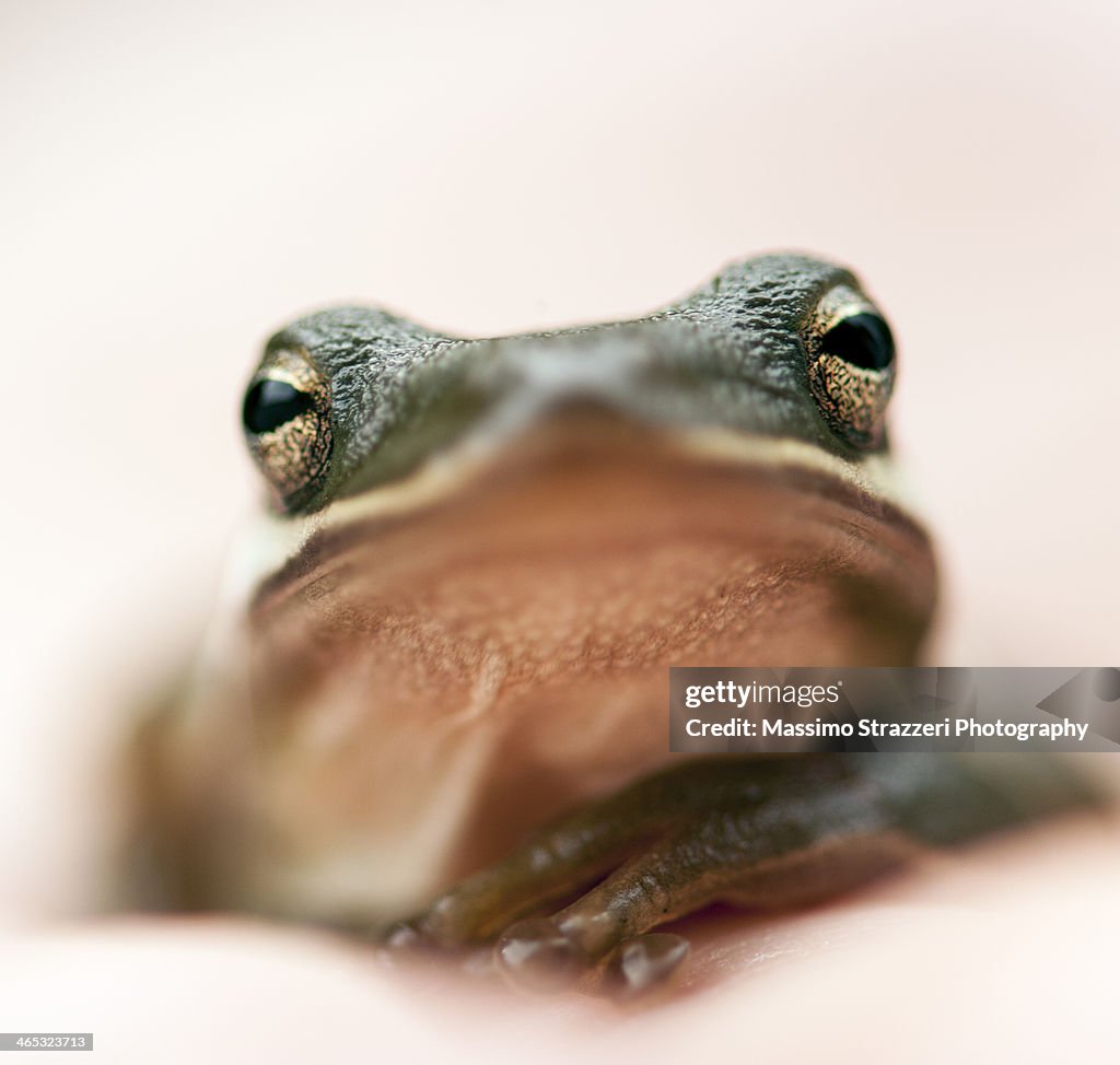 Frog