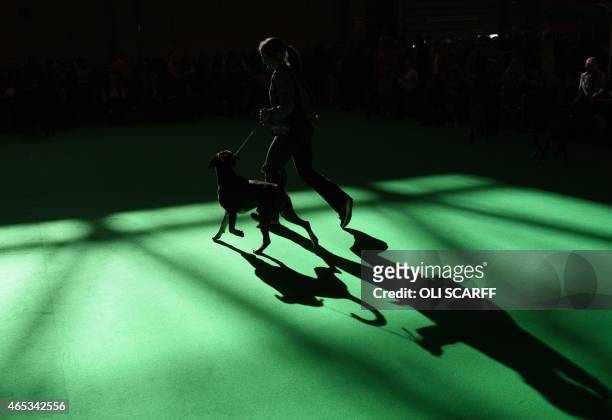 Woman shows her Boxer Dog on the second day of the Crufts dog show at the National Exhibition Centre in Birmingham, central England on March 6, 2015....