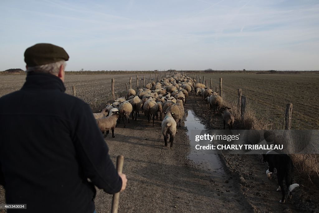 FRANCE-AGRICULTURE-SHEEP-FEATURE