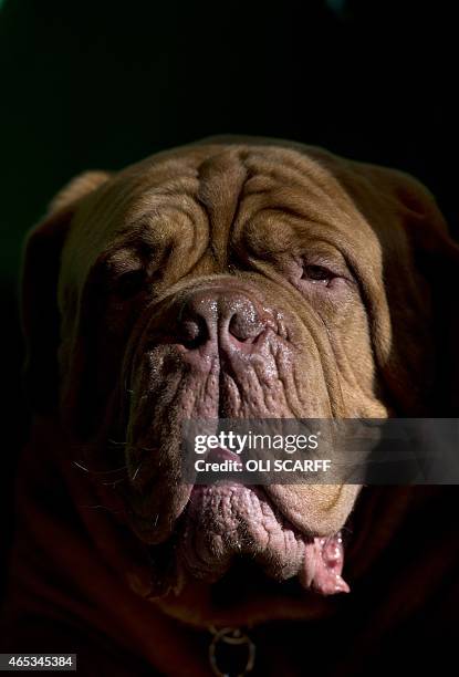 Dogue de Bordeaux rests in its stall on the second day of the Crufts dog show at the National Exhibition Centre in Birmingham, central England on...