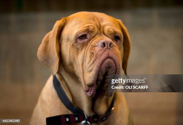 Dogue de Bordeaux rests in its stall on the second day of the Crufts dog show at the National Exhibition Centre in Birmingham, central England on...