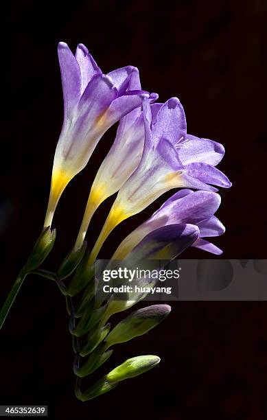 fressia hybrida klatt - freesia stockfoto's en -beelden