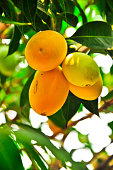 sweet yellow Marian plum ,Plum mango at thailand