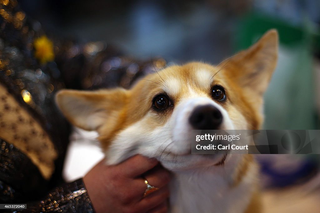 Second Day Of Crufts 2015