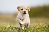 Jumping golden retriever puppy