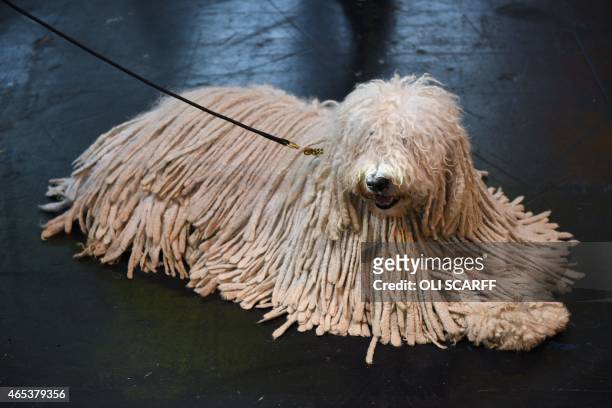 Komondor dog is pictured on the second day of the Crufts dog show at the National Exhibition Centre in Birmingham, central England, on March 6, 2015....