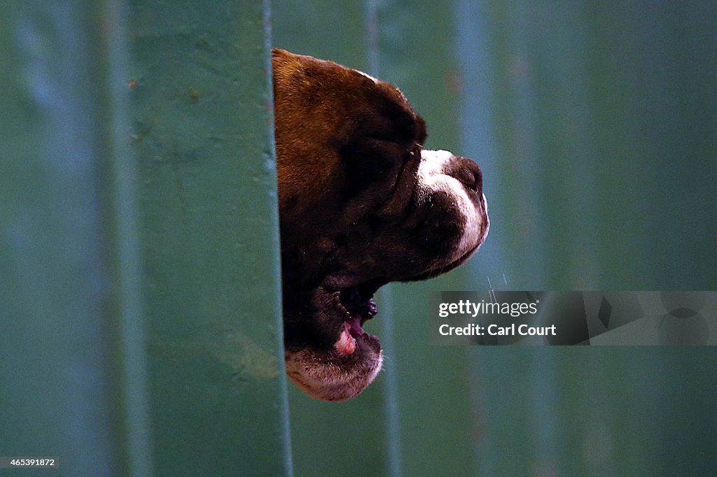 Second Day Of Crufts 2015