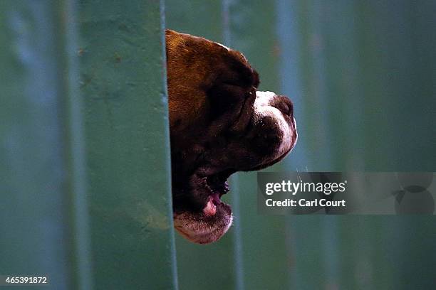 Boxer barks from its box on the second day of Crufts dog show at the National Exhibition Centre on March 6, 2015 in Birmingham, England. First held...