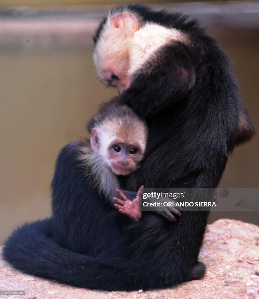 HONDURAS-NATURE-ZOO