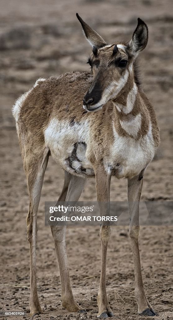 MEXICO-NATURE-PRONGHORNS